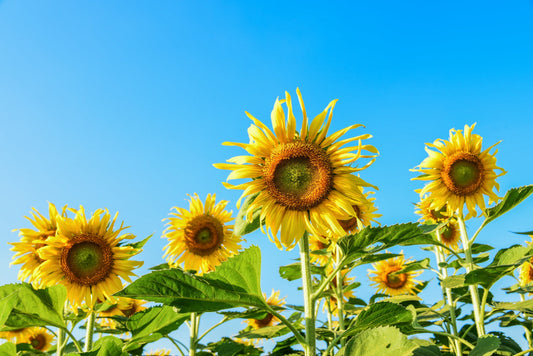 Sunflower Meaning: Symbolism, History, and Cultural Significance